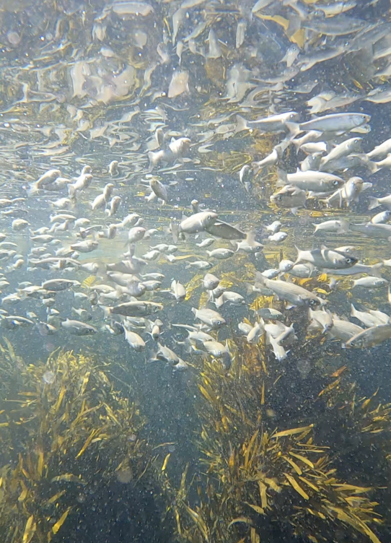 Eine Frau mit langen schwarzen Haaren und weiter Kleidung mit asiatischen Wurzeln umgreift einen Ast von einem Baum. Sie befinden sich in einem Park, die Sonne scheint. Das Foto ist in schwarz weiß.
